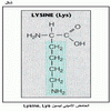    Lysine, Lys