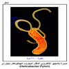        (Helicabacter Pylori)