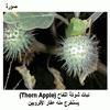    (Thorn Apple)