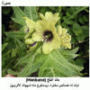   (Henbane)